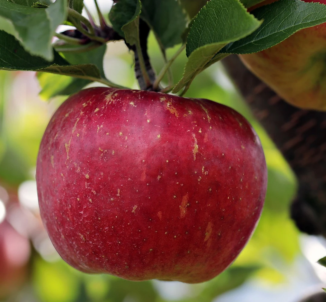 Rund um den Apfel